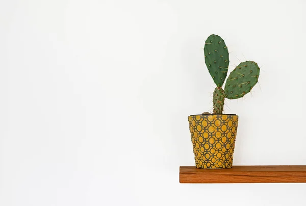 Cactus Vaso Una Pianta Legno Isolata Uno Sfondo Bianco — Foto Stock