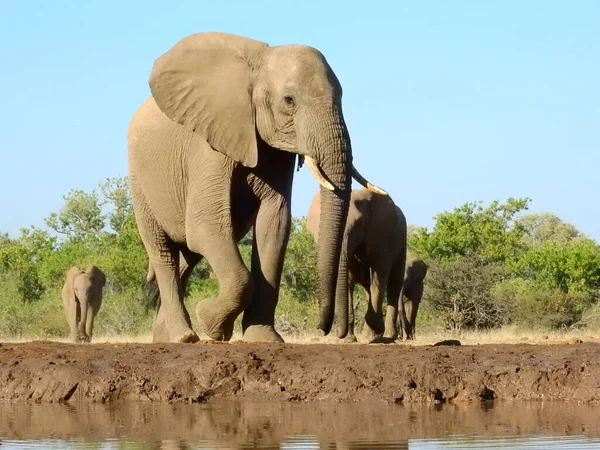 Слон Водопоя Заповеднике Машату Ботсвана — стоковое фото