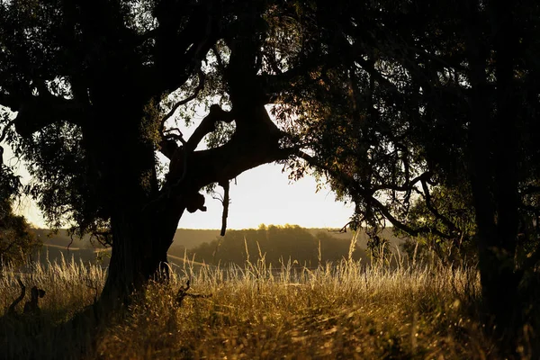 Ein Schöner Blick Auf Eine Wiese Mit Bäumen Bei Sonnenuntergang — Stockfoto