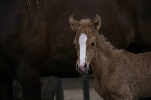 Close Cavalo Bebê Marrom Perto Seu Moderno Rancho Com Fundo — Fotografia de Stock