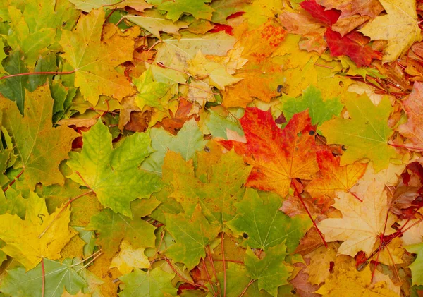 Een Close Bovenste Uitzicht Opname Van Herfst Loof — Stockfoto