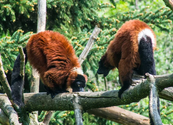 Detailní Záběr Dvou Červených Lemurů Větvi Stromu — Stock fotografie