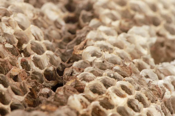 Macro Shot Wasp Nest Isolated White Background — Foto Stock