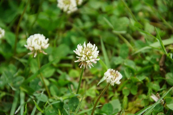 Primer Plano Hermosas Flores Jardín — Foto de Stock