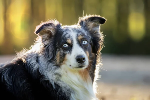 Een Portret Van Een Grappige Australische Herder Met Wijd Open — Stockfoto