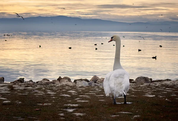 湖のほとりに美しい白鳥が佇んでいる — ストック写真