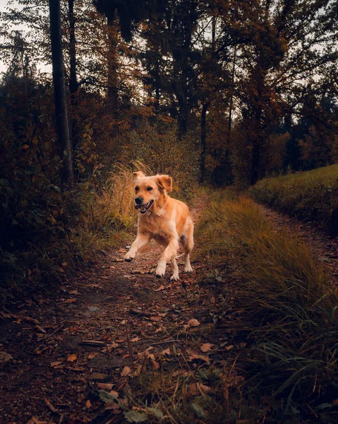 Sonbahar Orman Yolunda Koşan Komik Bir Köpeğinin Dikey Görüntüsü — Stok fotoğraf