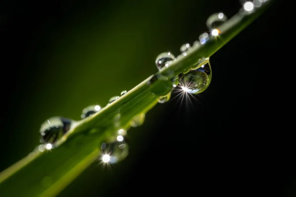 Colpo Superficiale Rugiada Una Pianta — Foto Stock