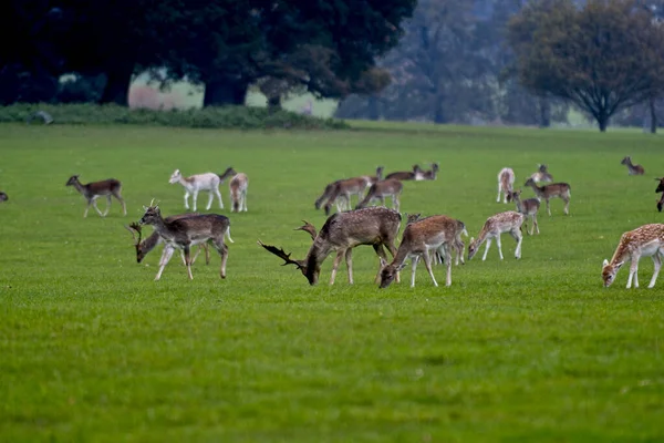 Norfolk Kasvetli Bir Günde Otlayan Bir Grup Geyik — Stok fotoğraf