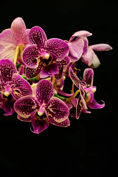 Eine Vertikale Aufnahme Schöner Lila Orchideen Auf Schwarzem Hintergrund — Stockfoto