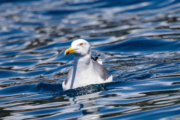 Mise Point Sélective Mouette Sur Eau — Photo