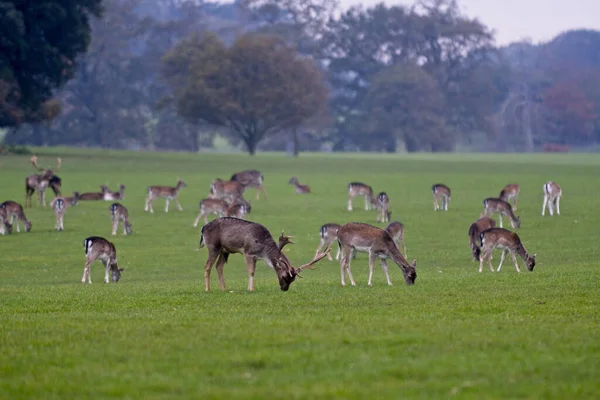 Eine Gruppe Hirsche Weidet Einem Düsteren Tag Norfolk Großbritannien — Stockfoto
