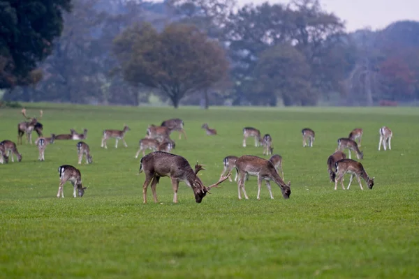 Norfolk Kasvetli Bir Günde Otlayan Bir Grup Geyik — Stok fotoğraf