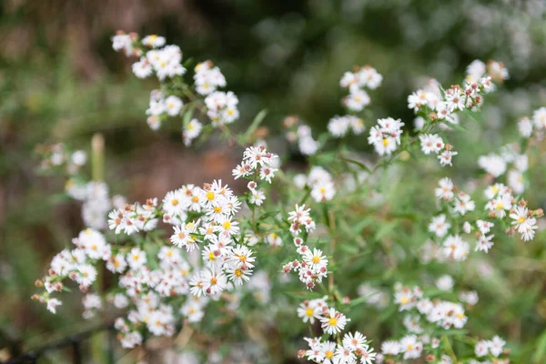 Enfoque Selectivo Pequeñas Flores Blancas Jardín —  Fotos de Stock
