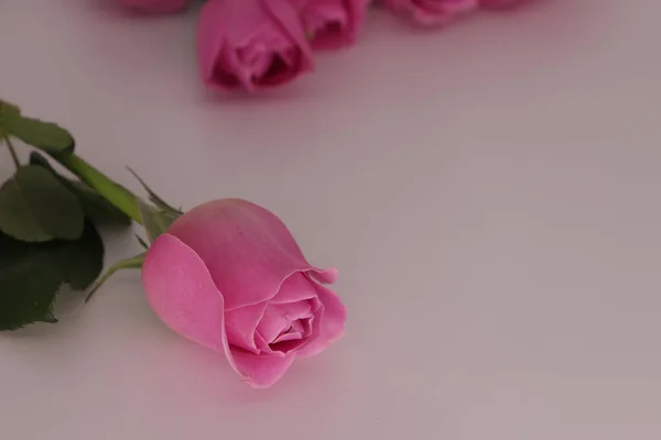 Tiro Close Rosas Rosa Uma Superfície Branca — Fotografia de Stock