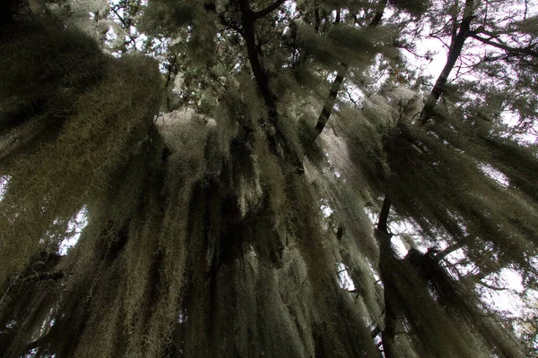 Tiro Ângulo Baixo Das Belas Árvores Floresta — Fotografia de Stock