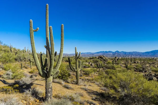 Cactus Similar Árbol Saguaros Desierto Sonora Scottsdale Arizona —  Fotos de Stock