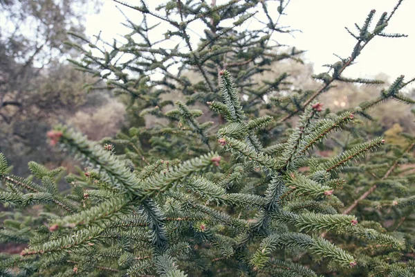 Closeup Abies Pinsapo Branches Field Daylight Blurry Background — Stock Photo, Image