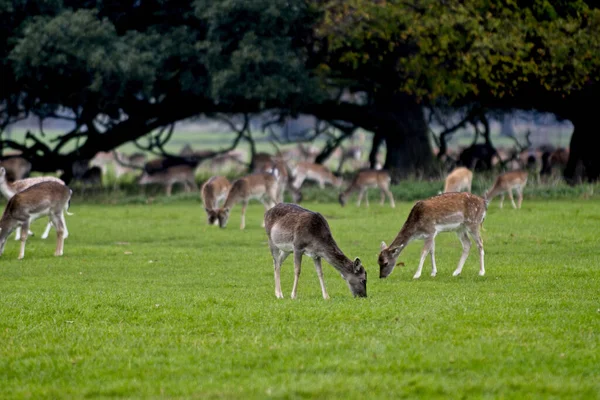 Deers Grazing Gloomy Day Norfolk — Stock Photo, Image