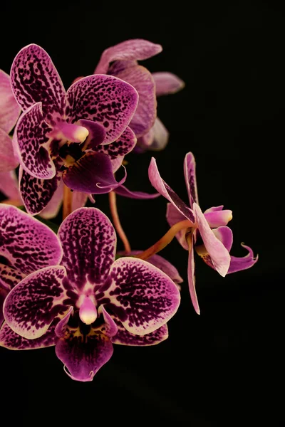 Vertical Shot Beautiful Purple Orchids Black Background — Stock Photo, Image
