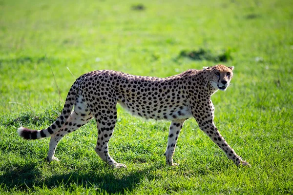 Uma Chita Graciosa Andando Prado — Fotografia de Stock