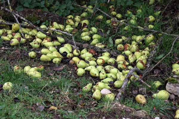 Tiro Alto Ángulo Peras Verdes Caen Del Árbol Hierba —  Fotos de Stock