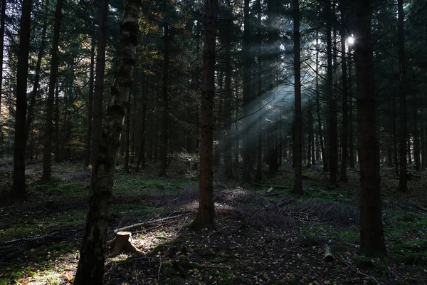 Ett Landskap Solstrålar Tar Sig Fram Genom Trädkronorna Höstskogen — Stockfoto