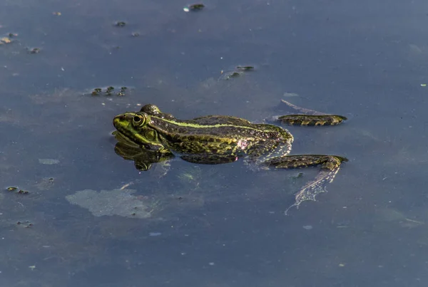 Nahaufnahme Eines Auf Der Wasseroberfläche Treibenden Frosches — Stockfoto