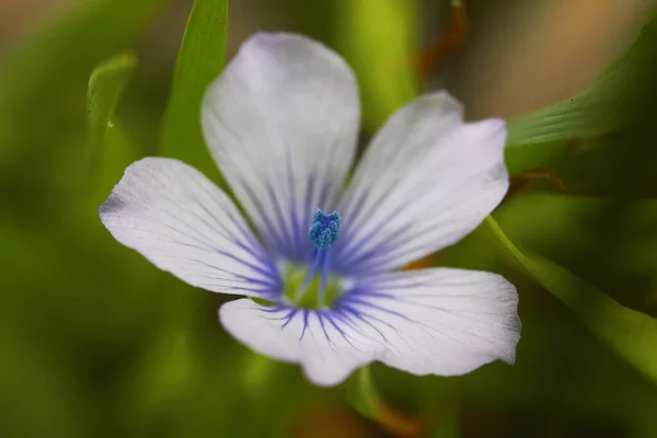 Gros Plan Une Belle Fleur — Photo