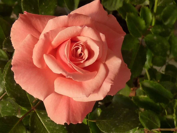 Eine Nahaufnahme Einer Rosa Rose — Stockfoto