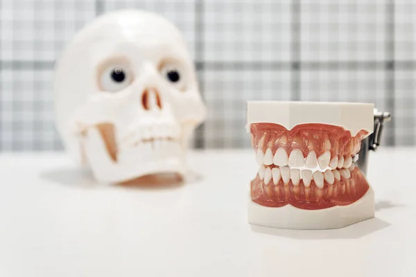 Strzał Zbliżeniowy Sztucznych Zębów Przed Plastikową Czaszką Pojęcie Stomatologii — Zdjęcie stockowe
