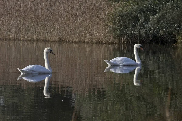 White Swans Swimming Lake Autumn — Stock Photo, Image