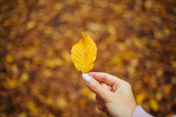 Beautiful Shot Autumn Forest — Stock Photo, Image