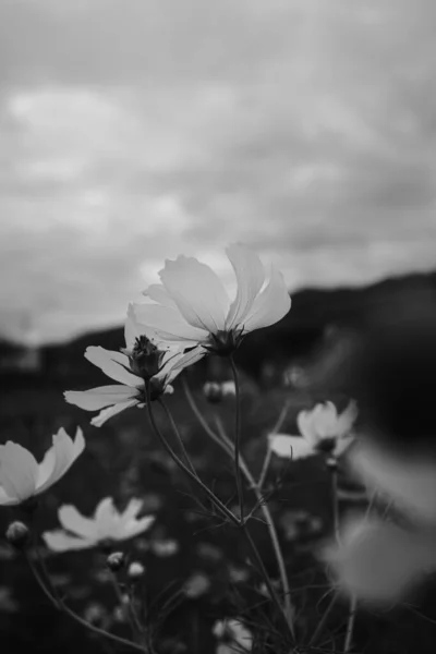 Een Verticaal Grijswaarden Shot Van Bloeiende Bloemen Het Veld — Stockfoto