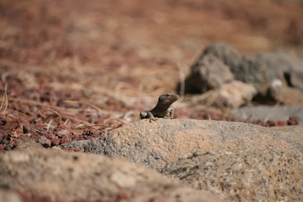 Closeup Shot Lizard Rock — Stock Photo, Image