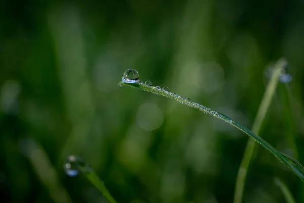 Shallow Focus Shot Dew Grass — Stock Photo, Image