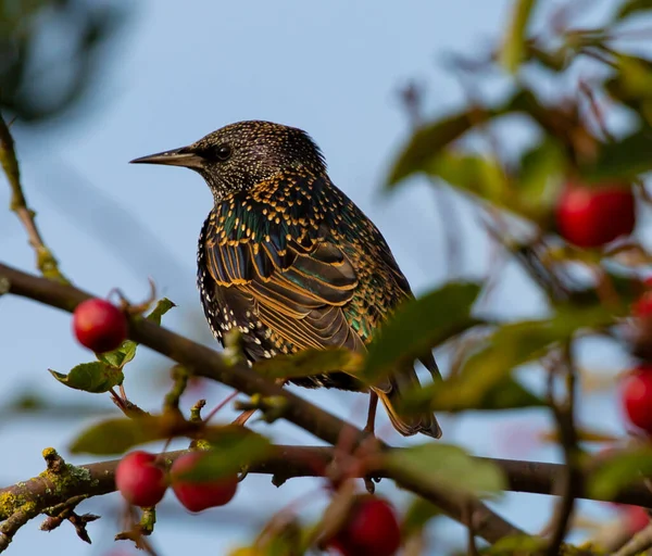 Een Selectieve Focus Shot Van Een Gewone Spreeuw Neergestreken Een — Stockfoto