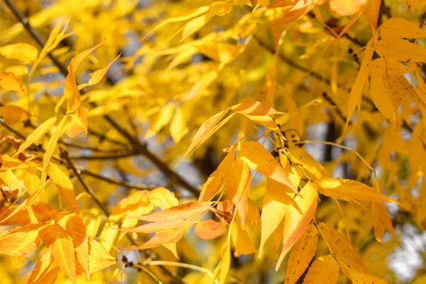 Detailní Záběr Žlutého Podzimního Listí — Stock fotografie