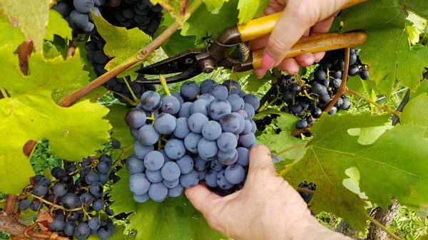 Primer Plano Racimos Uvas Maduras — Foto de Stock