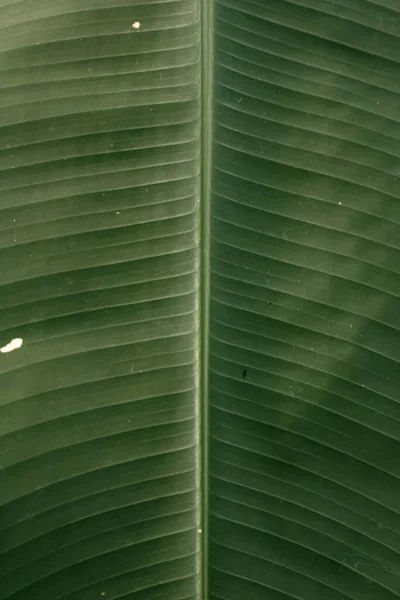 Вертикальный Снимок Зеленого Листа Полосками Идеально Подходит Заднего Плана — стоковое фото