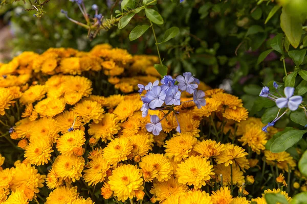 Tiro Foco Seletivo Belas Flores Roxas Amarelas — Fotografia de Stock