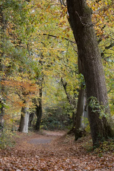 Krásný Záběr Cestu Podzimní Lesní Krajině — Stock fotografie