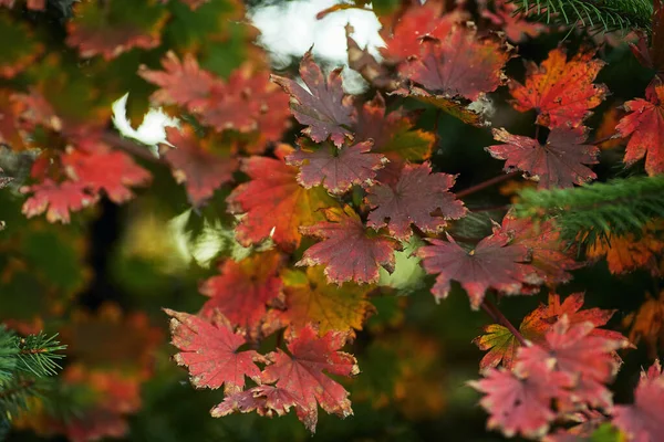 Selektywne Ujęcie Czerwonych Jesiennych Liści — Zdjęcie stockowe