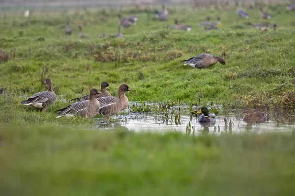 Grupo Patos Gansos Campo Verde Braga Portugal — Fotografia de Stock