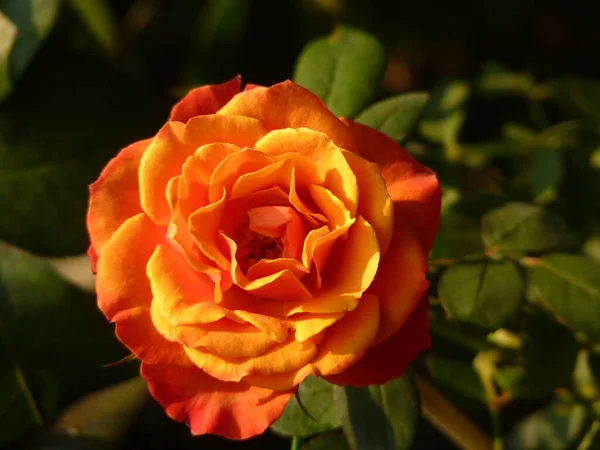 Primer Plano Una Rosa Amarilla — Foto de Stock