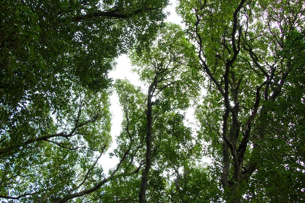 Plan Angle Bas Des Beaux Arbres Forêt — Photo