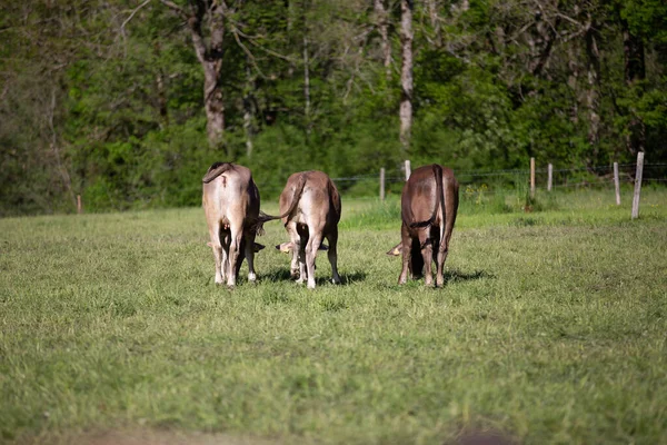 Una Vista Vacas Marrones Pasto Verde Bajo Luz Del Sol —  Fotos de Stock