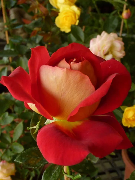 Tiro Macro Uma Rosa Vermelha Bonita Sua Flor Cheia — Fotografia de Stock