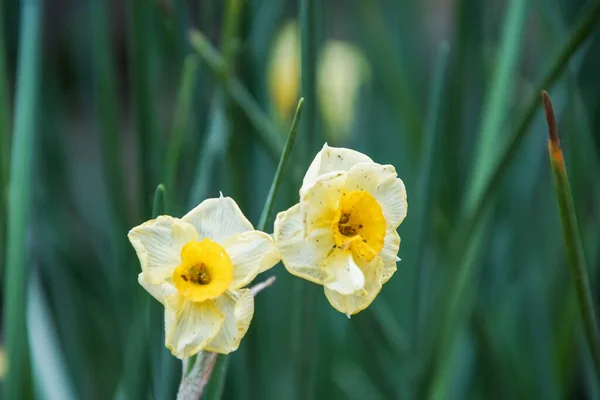 Närbild Skott Vackra Narcissus Blommor — Stockfoto