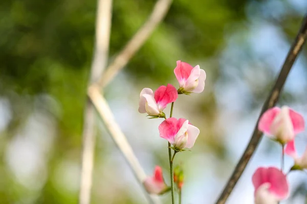 Vibrant Pink White Sweet Pea Flowers Growing Climbing Frame — Stock Photo, Image